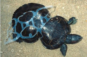 turtle-caught-in-plastic-ring