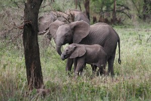 Afrikaanse_olifant_5_vanderdenmaarrechtenvrij