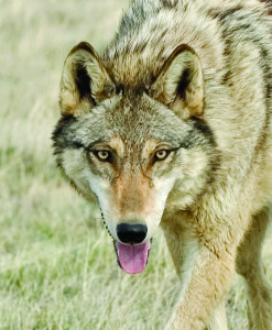 Gray wolf in the Badlands