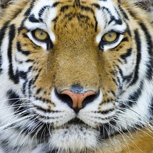 close-up portrait of the big tiger on stone wall background