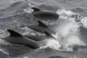 wl35_dolfijnen