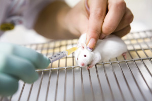Vaccine test on laboratory mouse, applied by injection