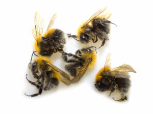 Bijen