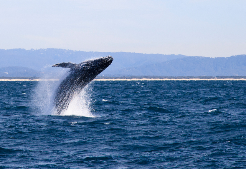 A Humpback Whale breaching near at the Gold Coast in Queensland, Australia.