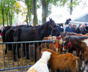paardenmarkt