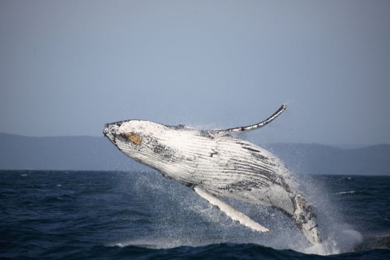 Party for the Animals puts Norwegian whaling on EU's agenda - Party for the  Animals